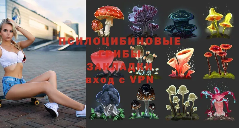 Псилоцибиновые грибы Psilocybe  Бикин 